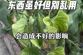 东西虽好！但是不能乱用！教你正确使用吲哚萘乙酸钠、生根壮苗！#农业种植 #种植技术 #大棚种植 #蔬菜种植 #农业技术推广