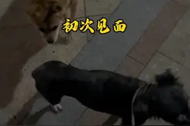小黑和狗狗们初次见面，看看它们有趣的反应！#我和狗狗的故事 #流浪狗后续 #流浪狗善待流浪狗视频封面