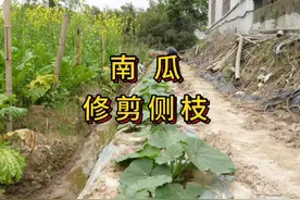 南瓜如何整枝打蔓，侧枝怎么修剪 #种菜 #南瓜 #南瓜种植