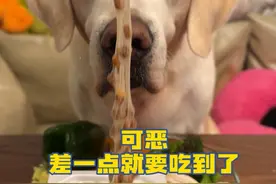 狗好人坏 哈哈 #当你有只嘴馋小狗 #狗狗吃饭 #声控解压 #妈呀太香了 #萌宠出道计划视频封面