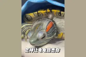 怎样让龟龟快速熟悉你🤓 #养龟日常 #龟龟🐢 #乌龟 #养龟人 #巴西龟