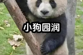 它是狗里狗气的熊猫，它是越老越好看视频封面