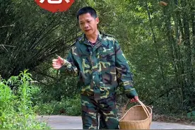 大地的锦衣，日月的精华！——地菍草 #我的乡村生活 #科普一下 #科普 #乡村生活日常 #识百草