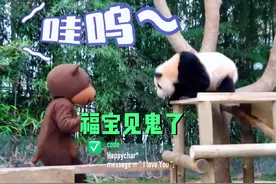 姜爷爷假扮棕熊吓唬福宝，福宝的反应，把我肚子笑痛了#大熊猫视频封面