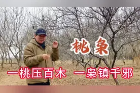 正月里采桃枭正当时。 #植物科普