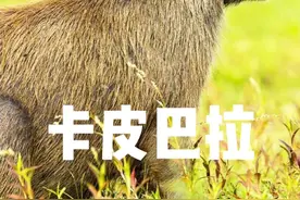 卡皮巴拉，主打的就是无所谓，躺平生活...视频封面