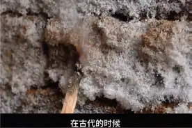 硝石你小时候你玩过吗？一般都是长在农村的老墙上#带你涨知识视频封面