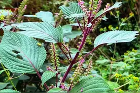 紫苏#你的家乡有这种植物吗