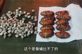 蚕蛹和洋辣罐哪个更权威？ #蚕蛹 #洋辣罐 #美食 #美食教程 #虫子美食