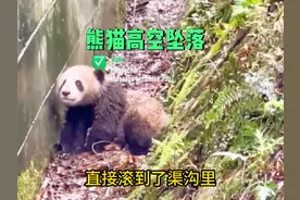 熊猫宝宝从十米高空坠落，导致面目受伤，躲在沟里好可怜#大熊猫