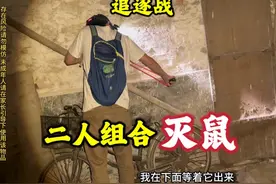 史上最强弹弓灭鼠组合，全程追逐紧张刺激#灭鼠 #南方老鼠 #解压视频封面