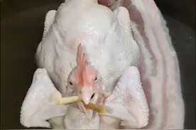 在广东各地拜神鸡造型各有千秋，唯一共同点，就是鸡头要正。今天用一双筷子简单解决这个问题。简单容易。#传统文化 #习俗视频封面