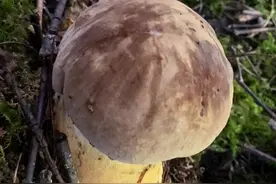 你敢信？牛肝菌居然有毒王！ 野生菌图鉴合集：中国美味蘑菇爆红出圈；现在是采羊肚菌的季节，如何识别蘑菇有毒？上山采蘑菇捡菌子就如菌子开盒，收藏菌子电子图鉴大合集随时查看避坑。#蘑菇#采蘑菇  #自然奇境科普季 #自然给你点颜色看看 #春日盛放