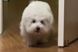 啊啊啊 狗狗咬手礼～ #西高地 #宅家治愈记 #养狗的乐趣 #养宠人的治愈谁懂啊 #阔爱炸了视频封面