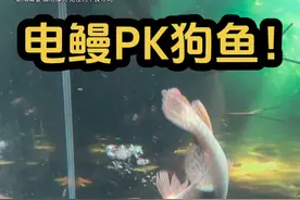 东北最强猛鱼PK电鳗！！！