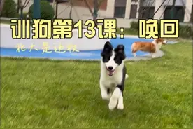训狗日记|第13课：唤回#边牧 #训狗 #狗子技能 #训狗经验分享 #狗狗训练视频封面