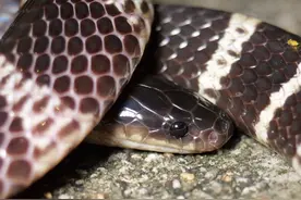 这才是真正的银环蛇 #银环蛇#簸箕夹#银脚带#毒蛇#动物科普