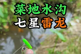 又发现一个菜地小水沟。 里面都是漂亮的七星雷龙，广东的路亚资源是真不错。#路亚雷龙 #七星鱼 #七星雷龙 #彩虹雷龙视频封面