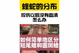 蝰蛇在我国的分布 #蝰蛇 #泰国圆斑蝰 蝰蛇分布在中国广东、福建、广西等省份。蝰蛇毒性为血循毒，虽然国内没有血清，但有治疗方案。短尾蝮和圆斑蝰在长度、行为、呼吸声、斑纹等方面有明显区别。蛇油精华成分90%，无腥臭味，具有滋养细胞和血管的作用。