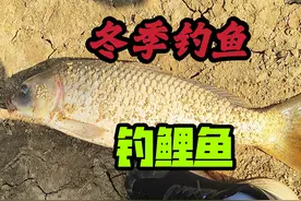 天冷还能不能钓鲤鱼？钓深水和浅水有什么不同？钓鱼硬知识 #钓鱼