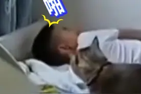 12月30日（发布时间），河南。家长喊了好几遍小主人赖床不起，猫猫见状主动出马叫起床！#猫咪迷惑行为#赖床#叫你起床的猫视频封面