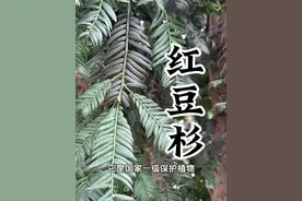 红豆杉：这颗绿色遗产可别乱摘，宝贵又古老，是保护植物 #红豆杉 #国家保护植物 #大自然的馈赠 #植物科普 #一日一植物