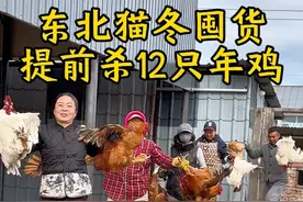 东北农村猫冬提前囤年鸡，1分56秒视频带你看看农村传统手法是怎么杀鸡拾掇小鸡的，17只鸡今天收拾12只送出去11只，炖了一只鸡和鸡杂，嘎嘎好吃！#杀鸡 #农村土鸡 #农村生活 #记录真实生活 #农村美食