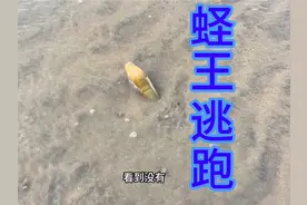 看懂了蛏王是怎么逃跑，就能理解挖蛏王的原理#赶海