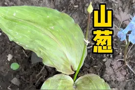 山里有一种大叶子的韭菜快来看看你们有没有见过呢？#山葱 #茖葱 #景阳姐妹山货 #三农电商