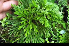 一种古老的草本九死还魂草，又叫卷柏生命力极为顽强#你的家乡也有这种植物吗 #九死还魂草 #卷柏