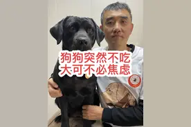 狗狗突然不吃饭了，精神状态尚可，你不必焦虑 狗狗定时饿一饿是好事。狗狗自己突然不爱吃东西了，只要精神好，吃不吃别管它#狗狗的心思都写在脸上了 #新手养狗 #狗狗 #萌宠 #科学养宠攻略视频封面