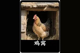 鸡那么脏，为什么鸡窝里没有蟑螂#内容启发搜索 #科普 #涨知识了 #有趣的知识又增长了 #科普知识