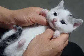 当话唠小猫遇上我的唠叨母亲…… #萌宠 #猫咪 #撸猫 #抖音萌宠视频封面