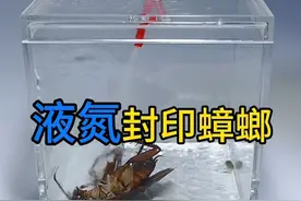 用液氮把蟑螂瞬间冰冻，解冻后还能否复活？蟑螂：我X你X！#蟑螂 #液氮 #水蛭 #解压 #趣味实验视频封面