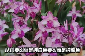 澳洲石斛，兰科，石斛属#有香味的花 真的香到空气都发热视频封面