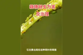 #浮萍 #病虫害防治 #青苔 #蚜虫 #莲藕 蚜虫严重时会使荷叶蜷缩，内卷甚至枯萎致使莲藕减产。视频封面