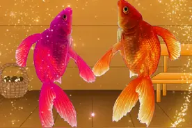 金鱼舞蹈，上岸的金鱼会跳舞#万物皆起舞 #有点意思 #太神奇了 #难得一见 @抖音创作者中心 @抖音短视频 @DOU+小助手