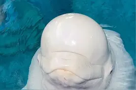 #白鲸 害怕什么#动物的迷惑行为 #神奇动物在抖音 #我与海洋动物对话 #涨知识