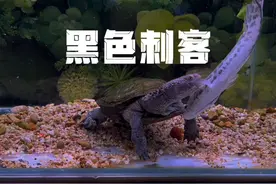 黑色刺客#黑腹刺颈龟 #养龟日常
