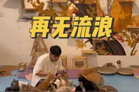 领养代替购买 用爱终止流浪 #蓝氏微光计划 #蓝氏乳鸽猫粮 #领养代替购买 #流浪猫 #vlog日常