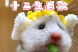 宝宝儿歌（十二生肖歌）#宝宝儿歌 #幼儿音乐律动 #3-6岁儿童儿歌100首 #哄睡儿歌 #儿歌视频封面