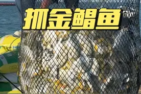 天没亮就跟渔船出海去捕捞金鲳鱼，第一次见到这么多金鲳鱼场面太震撼了，鲜活的鱼抓上来直接扔到冰里面保鲜，在船上抓几条回来清蒸红烧，学长爸妈吃到停不下来，又鲜又嫩太美味了！#金鲳鱼 #dou来广东百千万 #家庭日常 #海鲜 #广东