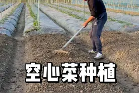 空心菜种植方法，空心菜什么时候种 #种植视频封面