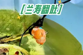 兰寿突然失鳔翻肚，被我一通治疗，好了！#养鱼日记 #兰寿金鱼