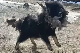 这种藏獒面凶，很多人就叫鬼獒#萌宠出道计划 #神奇动物在抖音 #抖音看世界 #狗狗 #现场实拍视频封面