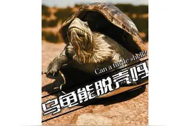 乌龟能钻出龟壳吗？