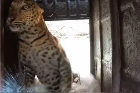 救助落入井中的花豹 视频封面