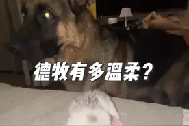 当大狼狗见到刚出生的小奶猫#德牧 #护卫犬 #狗狗 #大狼狗 #大型犬的温柔视频封面
