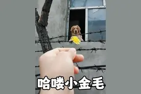 第66集丨还记得那句治愈了无数人的哈喽小金毛吗？一人一狗的相互问候温暖了200万网友#哈喽啊小金毛 #萌宠 #温暖 #狗是人类最忠诚的朋友 #狗狗