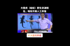 #大壁虎养殖 大壁虎（蛤蚧）野生资源频危，唯有开展人工养殖#科普 #毒蛇 #蛤蚧养殖@克迈拉生物 @中国昆虫网 @王泽铺农业